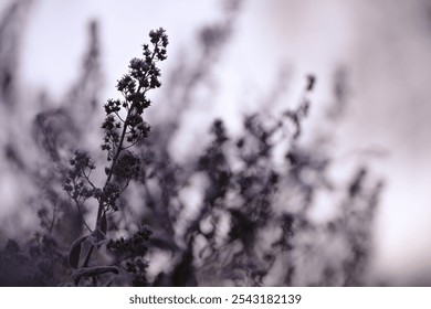 Wildflower in a meadow covered with ice and hoarfrost at sunrise on an early autumn frosty morning - Powered by Shutterstock