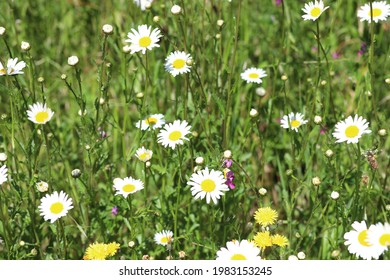 Wildflower Meadow With Daisies In England