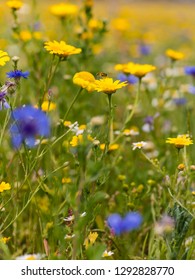 A Wildflower Meadow In  England With A Hoverfly About To Land On A Corn Marigold Flower.