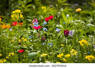 2,120 Irish wildflowers Images, Stock Photos & Vectors | Shutterstock