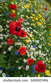 Wildflower Meadow Multiple Flowers Uk 