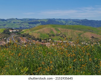 Wildflower Meadow Overlooking Into San Ramon Valley, California