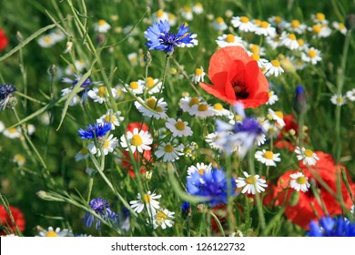 Wildflower Meadow With Poppies