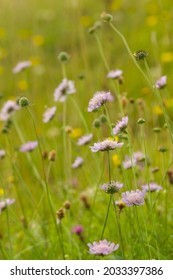 Wildflower Meadow, West Sussex UK