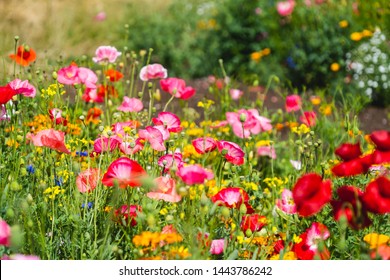 Wildflower meadows and poppy fields on an accessible slope in China Park near Mt. Pleasant, Vancouver. - Shutterstock ID 1443786242