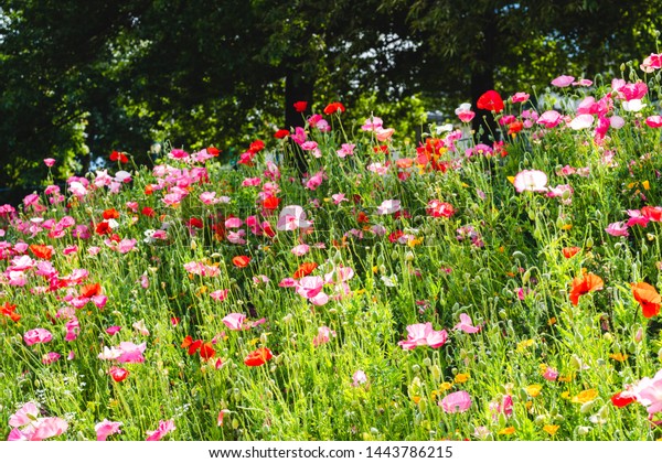 Wildflower Meadows Poppy Fields On Accessible Stock Photo Edit