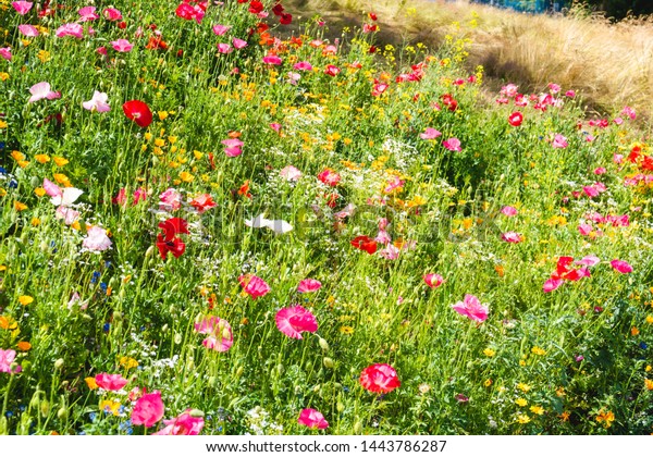 Wildflower Meadows Poppy Fields On Accessible Stock Photo Edit