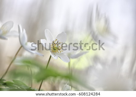 Similar – Image, Stock Photo for all girls Garden