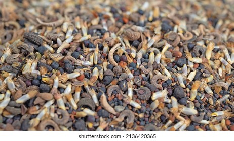 Wildflower Seeds In A Closeup