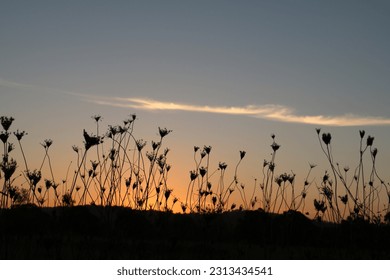 wildflower sunset panboola wetlands australia - Powered by Shutterstock