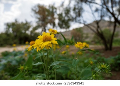 Wildflower. Yellow flower mountains, nature, preserve nature - Powered by Shutterstock