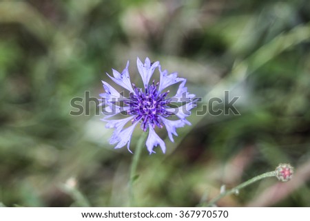 wildflowers