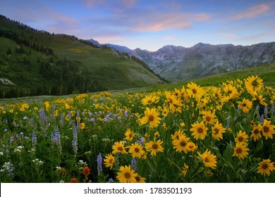 Wildflowers at Albion Basin in Little Cottonwood Canyon - Powered by Shutterstock