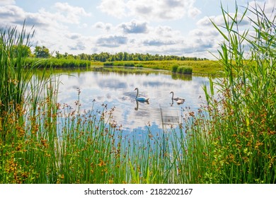 Wildflowers along a lake in a field in wetland in bright sunlight under a blue sky in summer, Almere, Flevoland, Netherlands, July, 2022 - Powered by Shutterstock