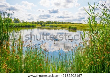 Wildflowers along a lake in a field in wetland in bright sunlight under a blue sky in summer, Almere, Flevoland, Netherlands, July, 2022