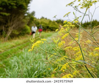 Wildflowers along the Long Bay coastal Okura Track. Unrecognizable people hiking on the track. Auckland. - Powered by Shutterstock