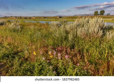 Wildflowers Along The Powder River In Custer County, Montana, USA