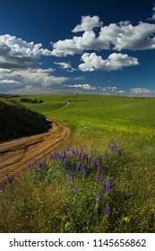 Wildflowers Along Road In Eastern Washington