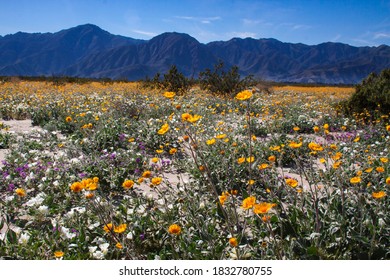 Wildflowers, Anza Borrego Desert State Park, California