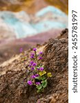 Wildflowers at Artists Palette in Death Valley National Park, California