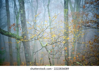 Wildflowers And Autumn Colors Along The Blue Ridge Highway In The Fog In Late Autumn