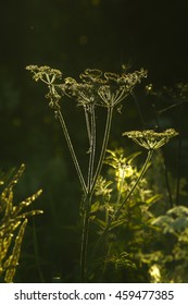 Wildflowers In Backlit Showing A Aura Of Silver Hairs, Cow Parsnip, Eltrot (Heracleum Sphondylium)
