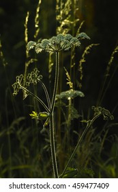 Wildflowers In Backlit Showing Silver Hairs, Cow Parsnip, Eltrot (Heracleum Sphondylium)
