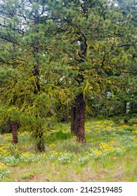 Wildflowers At The Base Of A Ponderosa Pine Tree.