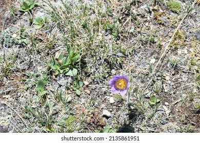 Wildflowers Of The Big Horn Mountains