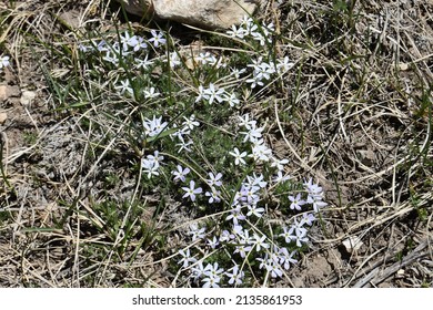 Wildflowers Of The Big Horn Mountains