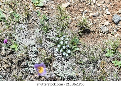 Wildflowers Of The Big Horn Mountains