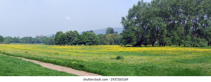 Wildflowers in bloom, Castle Meadows, Abergavenny, Monmouthshire, Wales