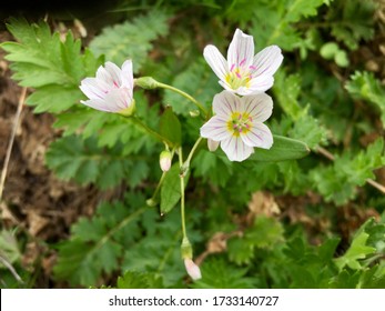 Wildflowers Blooming In Okanogan County, Washington