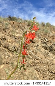 Wildflowers Blooming In Okanogan County, Washington