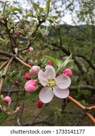 Wildflowers Blooming In Okanogan County, Washington