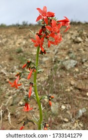 Wildflowers Blooming In Okanogan County, Washington