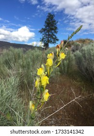 Wildflowers Blooming In Okanogan County, Washington