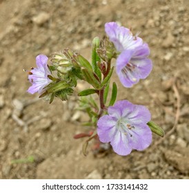 Wildflowers Blooming In Okanogan County, Washington