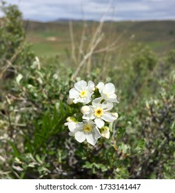 Wildflowers Blooming In Okanogan County, Washington