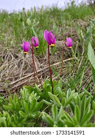 Wildflowers Blooming In Okanogan County, Washington