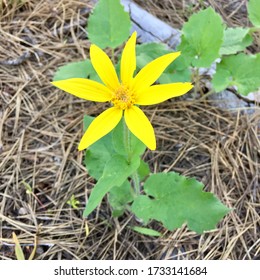 Wildflowers Blooming In Okanogan County, Washington