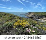 Wildflowers blooming on the coastline of Santa Cruz, CA, USA.