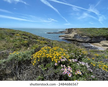 Wildflowers blooming on the coastline of Santa Cruz, CA, USA.