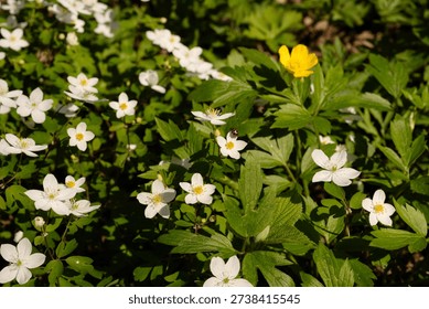 Wildflowers blooming in spring forest with tiny red ladybug inse