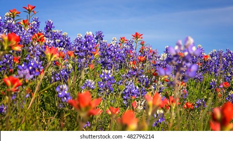 Wildflowers blooming in Texas Hill Country include Bluebonnets and Indian Paintbrush