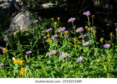 Wildflowers blooming in a vibrant meadow at midday, surrounded by lush greenery and rocky terrain in the mountains - Powered by Shutterstock