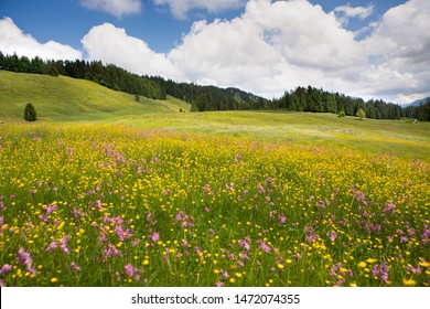 Wildflower Fields High Res Stock Images Shutterstock