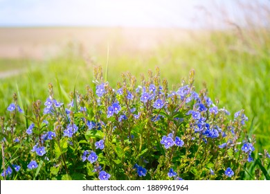 Wildflowers. Blue flowers of veronica in the field - Shutterstock ID 1889961964