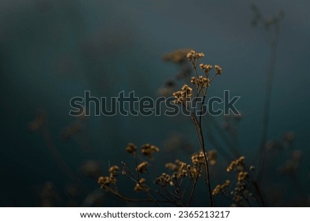 wildflowers with blurred background on the mountain