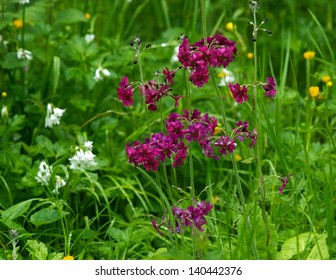 Wildflowers In A Bog Garden